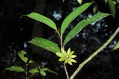 Goniothalamus wightii